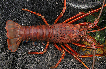 イセエビ（平島）