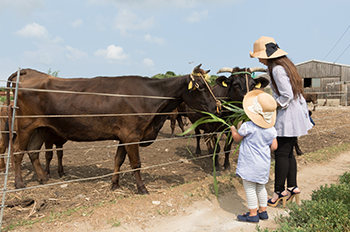 和牛飼育体験